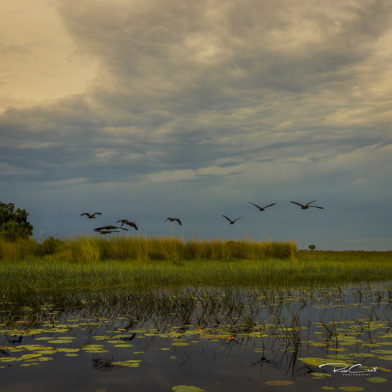 Delta sunset with birds